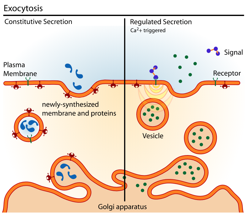 Endocytosis and Exocytosis Wize University Physiology Textbook Wizeprep