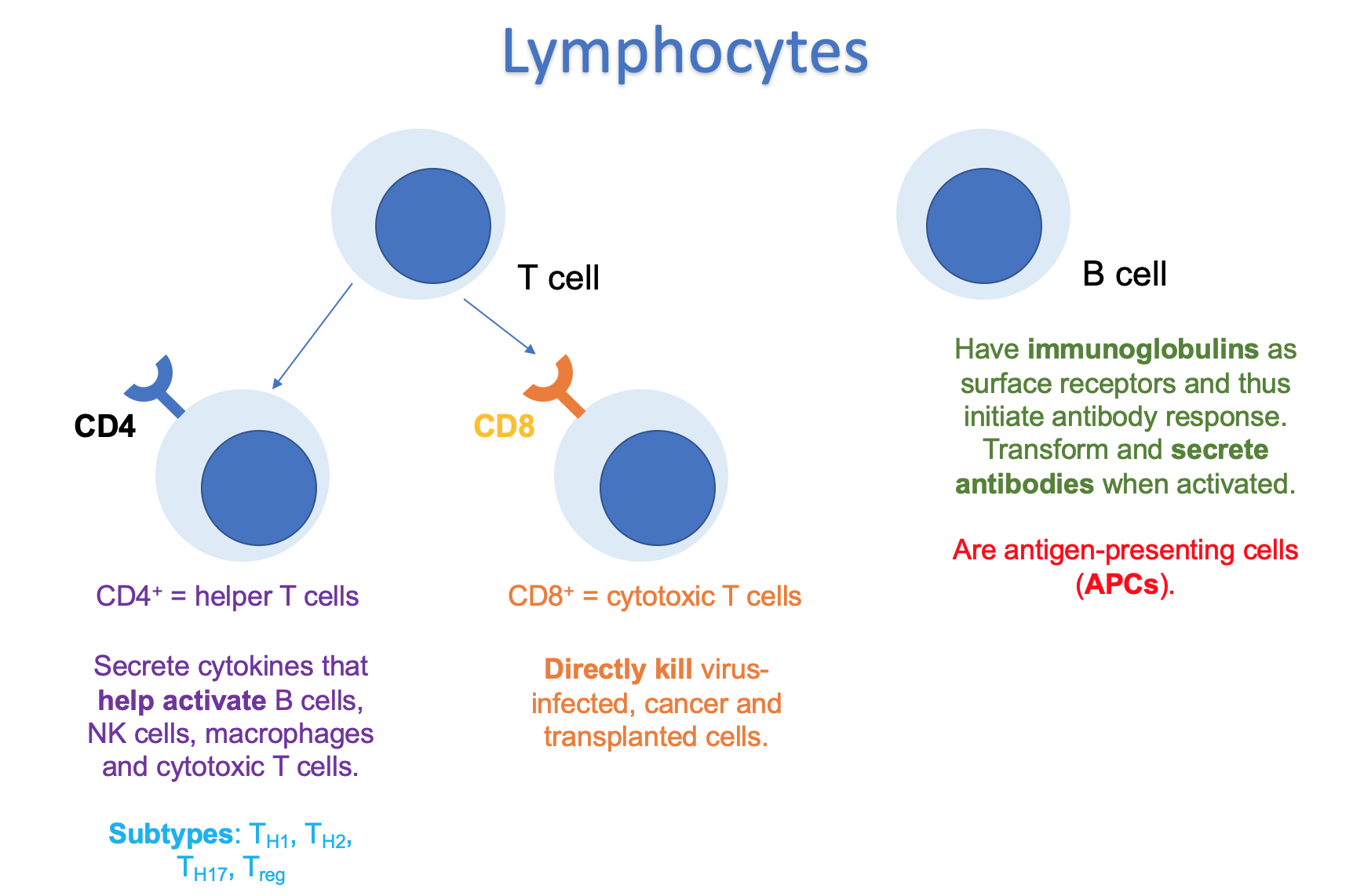 Adaptive Immune System Wize University Physiology Textbook Wizeprep