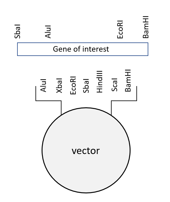 [Solution] Suppose you want to clone a certain gene… | Wizeprep