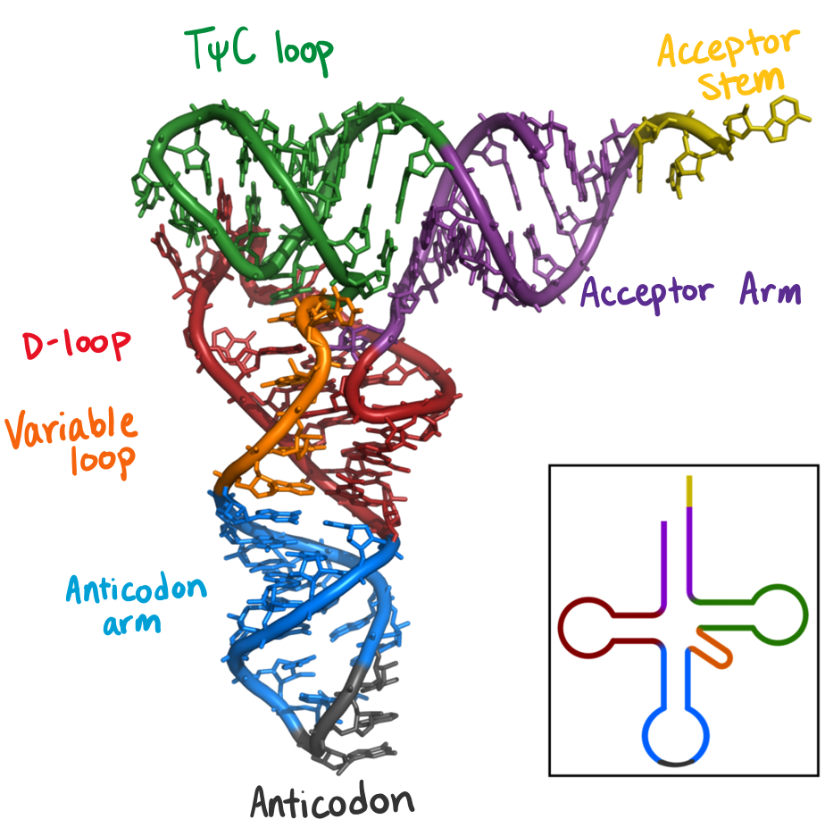 Overview of Translation - Wize University Biochemistry Textbook | Wizeprep