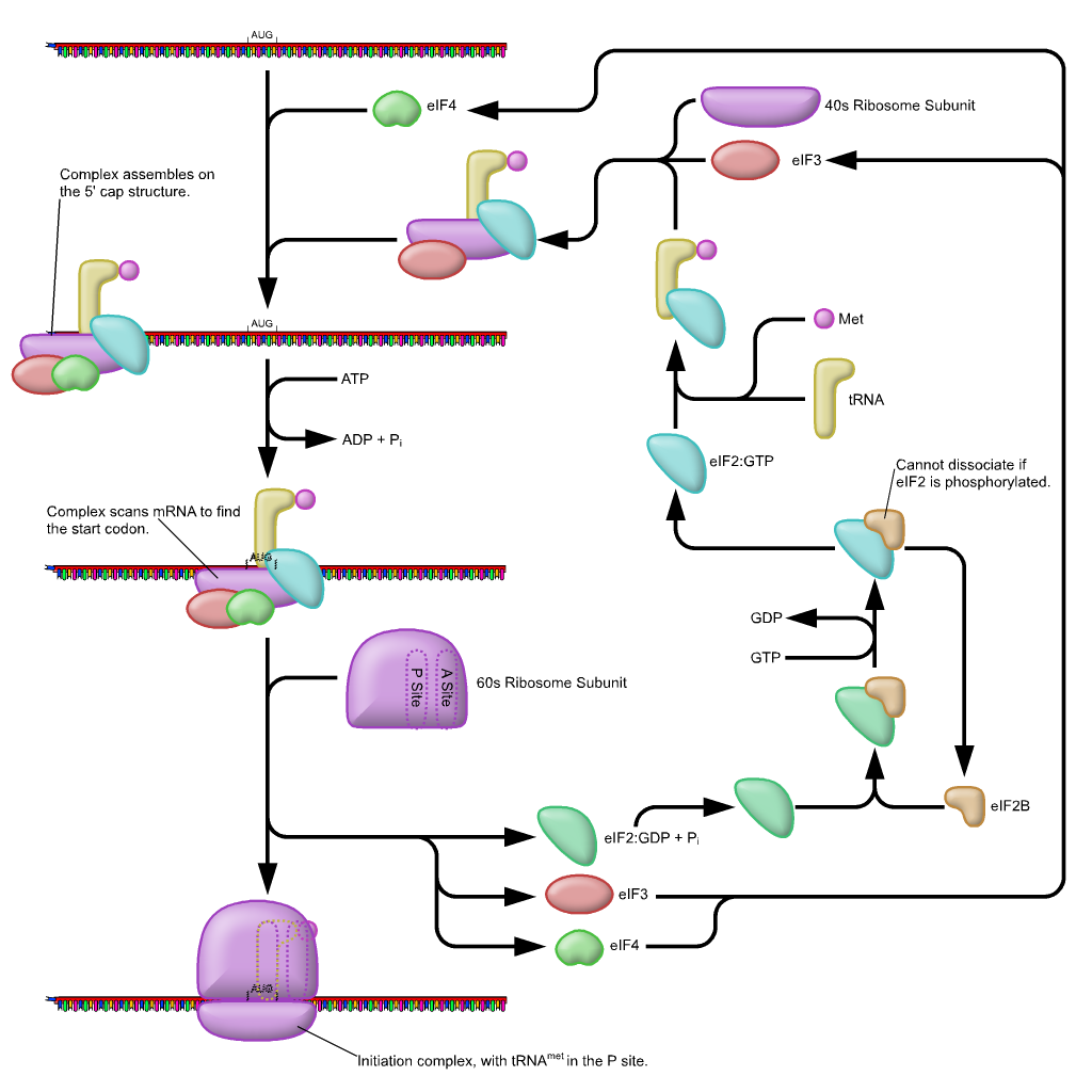 Translation Initiation Elongation Termination
