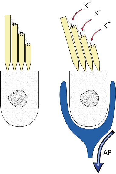 Auditory Modality - Wize University Physiology Textbook | Wizeprep