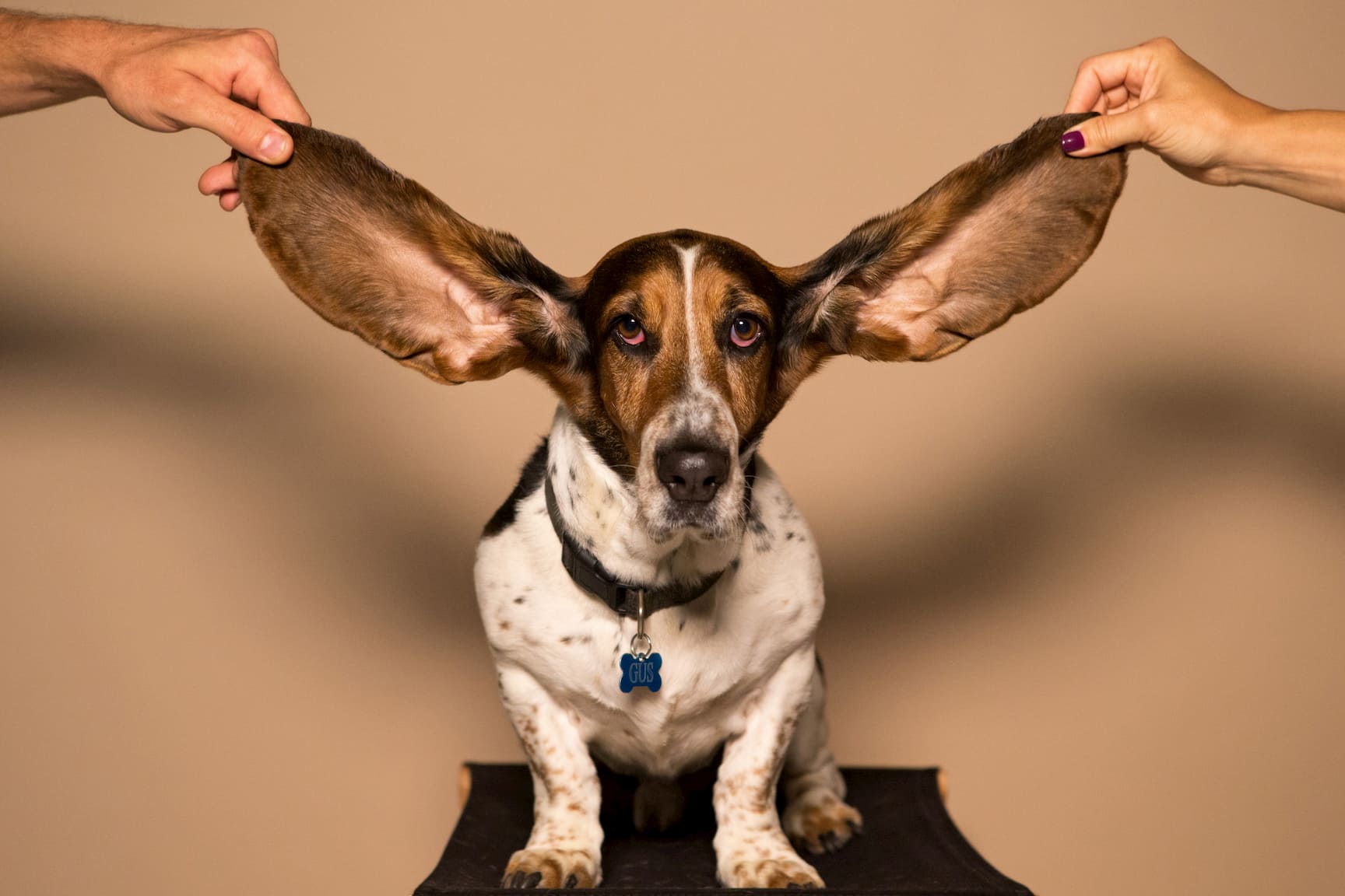 Study tips for auditory learners wizeprep blog