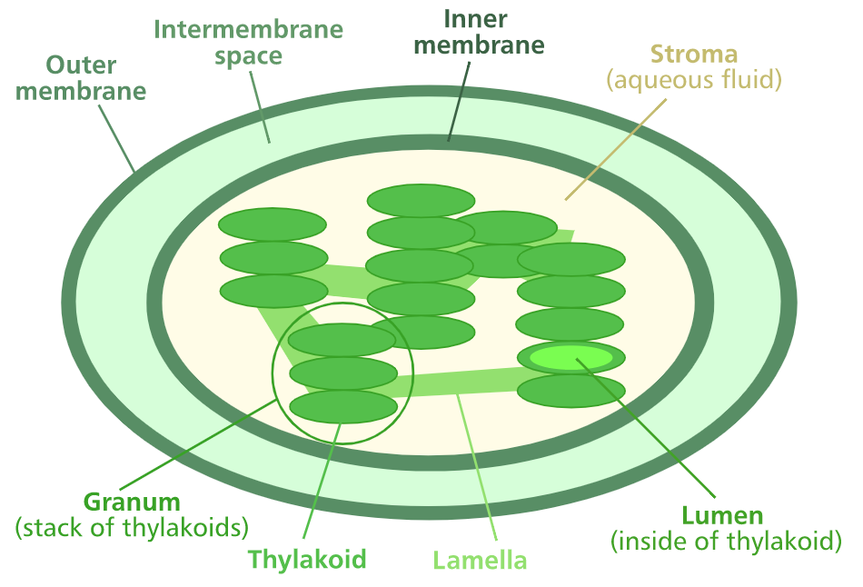 Plant Structures For Photosynthesis Wize University Biology Textbook Plant Structures For Photosynthesis Wize University Biology Textbook