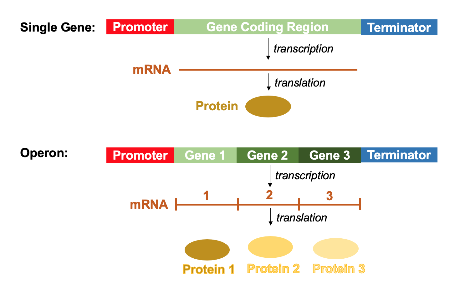 Introduction to Regulation of Gene Expression Wize University Biology