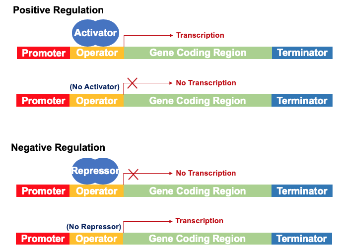 Introduction to Regulation of Gene Expression Wize University Biology Textbook Wizeprep