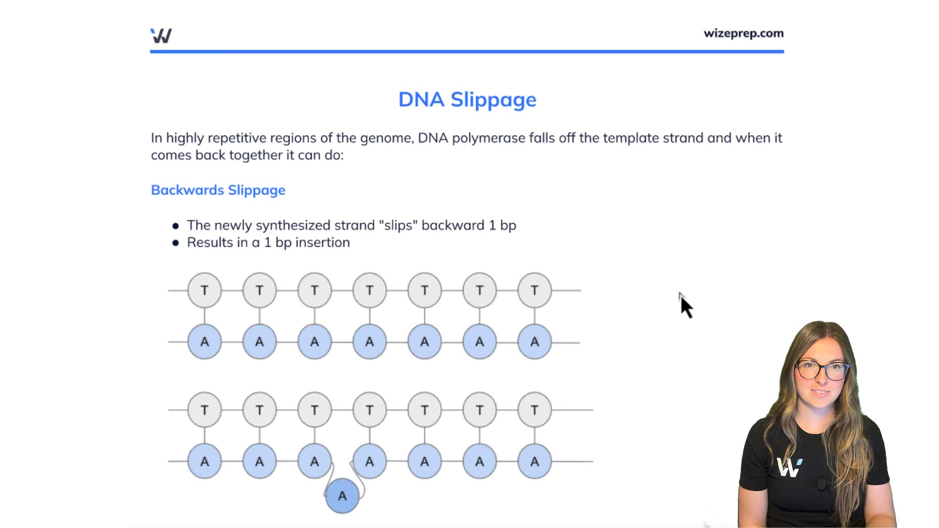 Types of DNA Mutations - Wize University Biology Textbook | Wizeprep